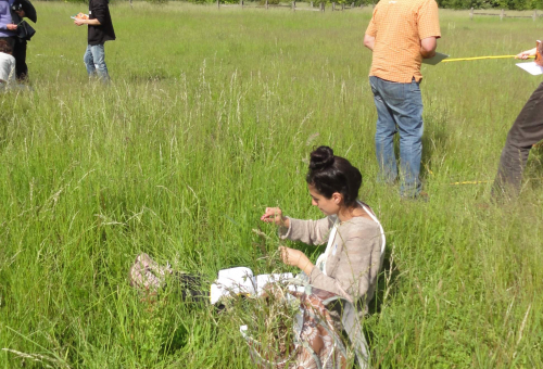 Florilèges prairies 2015