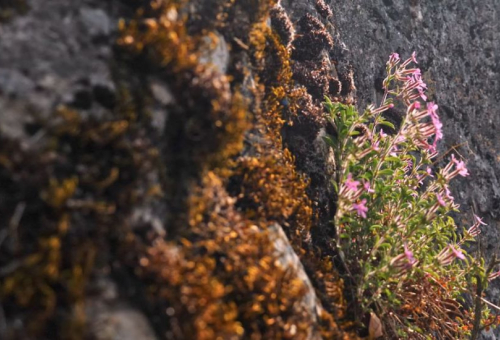 Tour de France Biodiv 2019