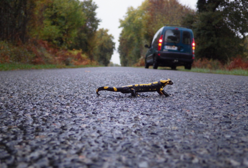 Salamandre tachetée (Salamandra salamandra terrestris) traversant une route. Crédit photo : Olivier Drillon / OFB