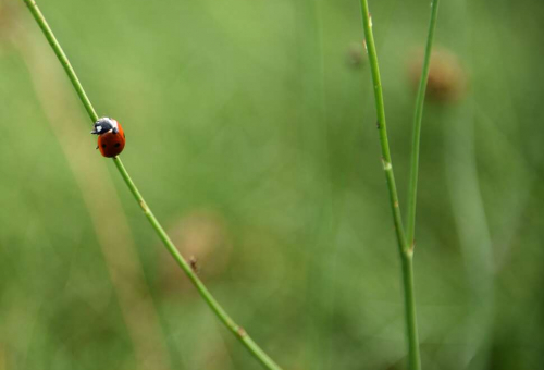 Lancement de l'appel à projets "MobBiodiv'Restauration"