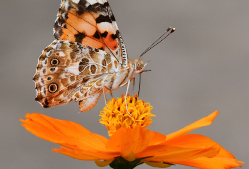 Enquête stratégie biodiversité UE