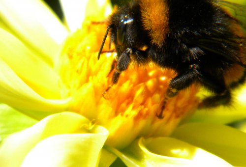 bourdon sur dahlia