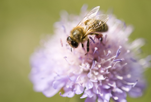 plan en faveur des insectes