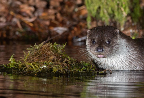 État des lieux de la biodiversité en Centre-Val de Loire