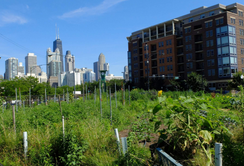 Agriculture urbaine