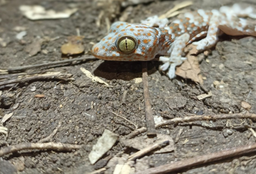 Gecko tokai. Crédit photo : Fabian Rateau