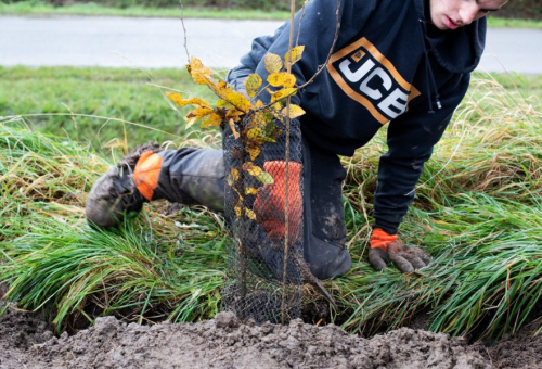 fonds pour l'arbre