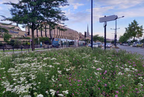 Embellissement du terre-plein central, Quai Sainte Croix à Bordeaux avec des végétaux marqués Végétal local (© Bordeaux métropole, 2021)