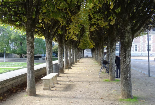 Protection des allées d'arbres et alignements d'arbres