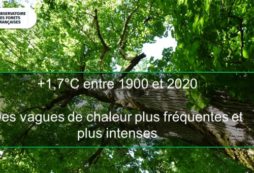 observatoire forêts