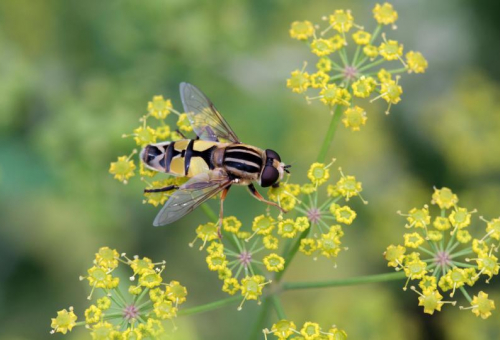 Enquête Plan national Pollinisateurs