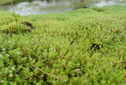 Crassule de Helms (Crassula helmsii). Crédit photo : Benjamin Blondel, CC BY-SA 4.0 via Wikimedia Commons