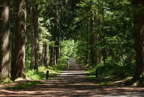 forêts françaises