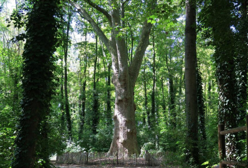 Observatoire arbres St Saint Denis