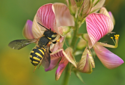 Enquête pollinisateur