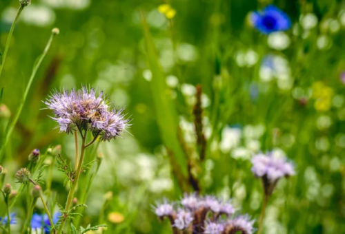 L'adaptation grandeur nature