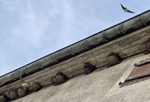 Biodiversité et bâti en ville et village