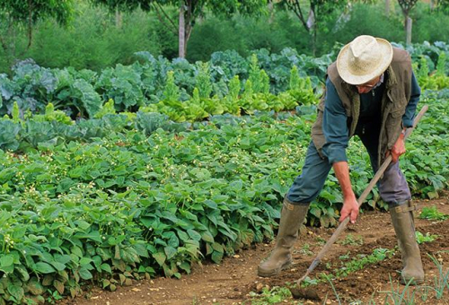 formation maraîchage CNFPT
