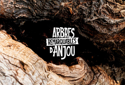 Arbres remarquables