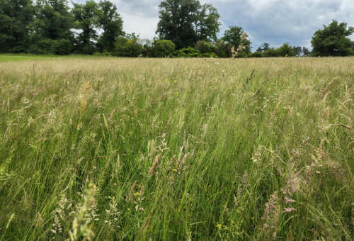 florilèges prairies urbaines