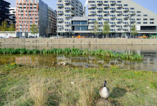 Trame blanche Cerema