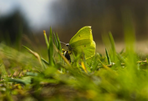Bugs matter