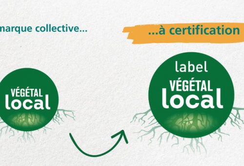 végétal local