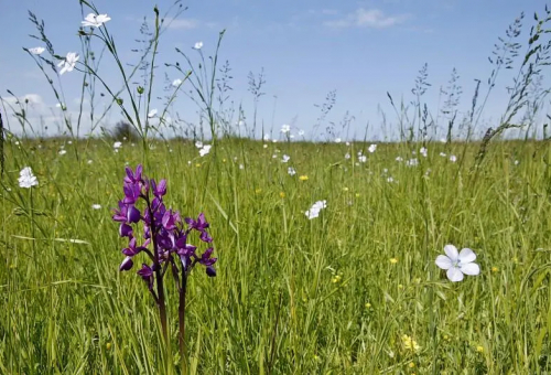Plan national pour la restauration de la nature