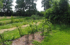 Plantation citoyenne d'arbres