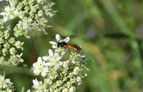 Atlas de la Biodiversité métropolitaine