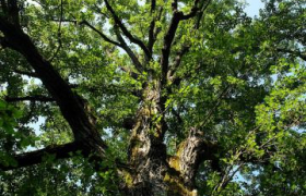 Charte de l'arbre Grenoble