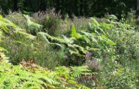 PROTECTION DES ESPACES NATURELS ET DIAGNOSTICS ÉCOLOGIQUES