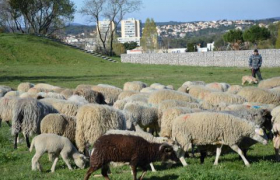 Eco-paturage des espaces enherbés