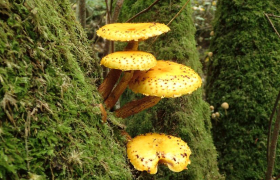 Pholiota limonella dans le Parc naturel de Trousse-bois à Briare