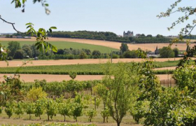 Chinon
