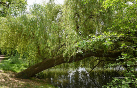 OAP TVB Nature en ville Strasbourg