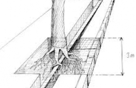 Protocole pour la cohabitation des arbres et des réseaux
