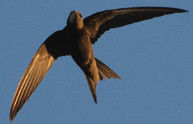 Nid'Apus Martinet