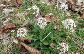 Le tabouret bleu (Noccaea caerulescens) est une plante capable d’extraire du zinc, du cadmium et du nickel des sols. Madeleine Dugois, CC BY-NC-SA