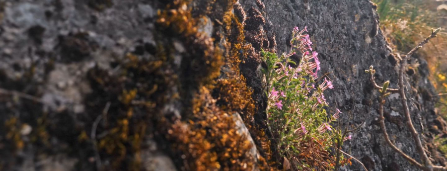 Tour de France Biodiv 2019