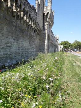 Désimperméabilisation Avignon