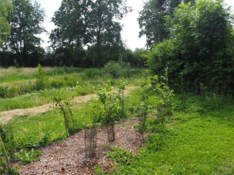 Plantation citoyenne d'arbres