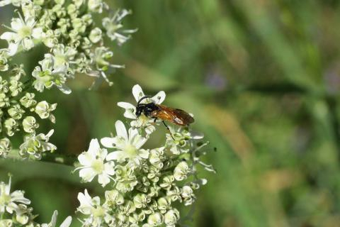 Atlas de la Biodiversité métropolitaine