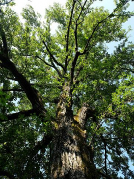Charte de l'arbre Grenoble