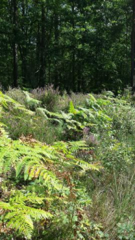 PROTECTION DES ESPACES NATURELS ET DIAGNOSTICS ÉCOLOGIQUES