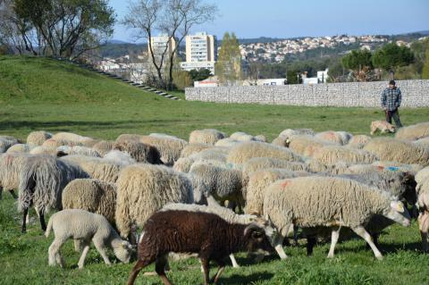 Eco-paturage des espaces enherbés