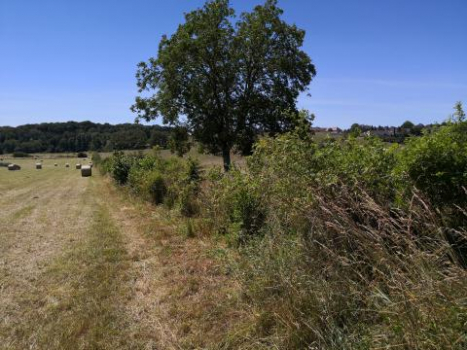 St Rémy de Comté haie