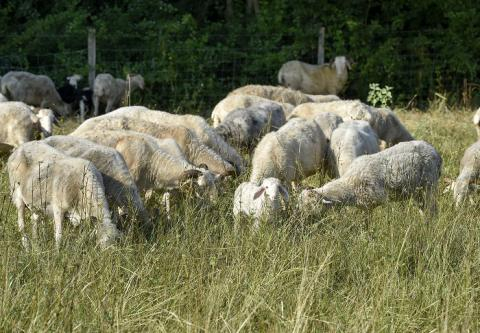 GESTION PASTORALE DES ESPACES NATURELS SENSIBLES