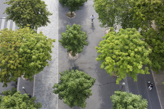 L'avenue du Trône végétalisée