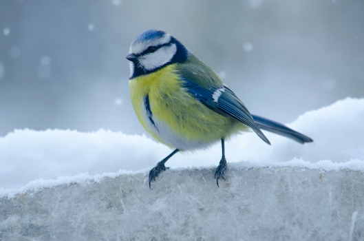 mésange
